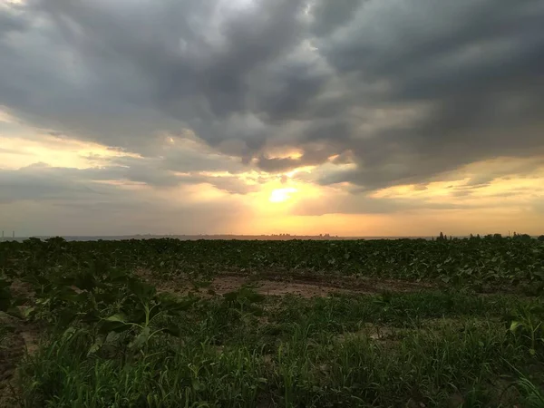 Prachtige Zonsondergang Boven Landbouwgroene Velden — Stockfoto