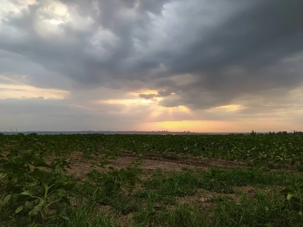 農業の緑のフィールド上の美しい夕日 — ストック写真