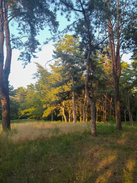 Vacker Skog Solnedgång Landskap — Stockfoto