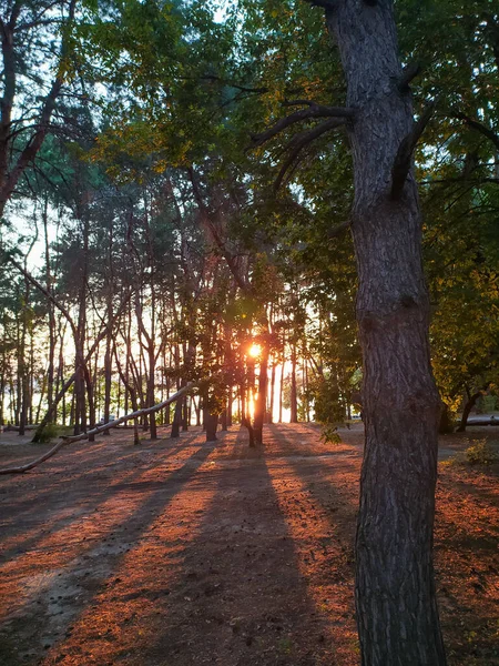 Schöne Waldlandschaft Bei Sonnenuntergang — Stockfoto