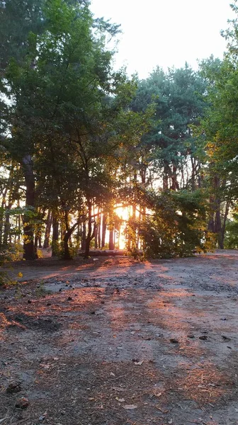 Schöne Waldlandschaft Bei Sonnenuntergang — Stockfoto