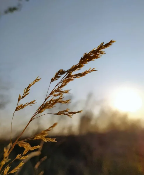 Beautiful Sunset Single Wheat Ear — Stock Photo, Image