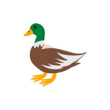 Yeşil kafalı şirin ördek ayakta duruyor. Beyaz arkaplanda vektör çizimi izole edildi. Çiftlik hayvanı