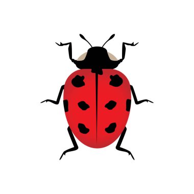 Böcek uğur böceği şirin küçük kırmızı böcekler. Vektör illüstrasyonunu ayıklama