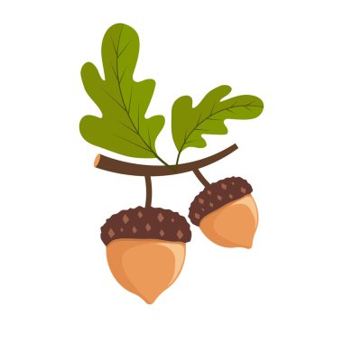 Yeşil Yapraklar ve Meşe Palamutları Vektör İllüstrasyonlu Meşe Ağacı