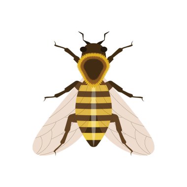 Kraliçe arının vektörü, beyaz bir arka planda izole edilmiş, kraliçe arı tırnağı