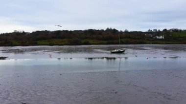 Flying Over the Low Tide River dispersing seagulls in the direction of a stuck boat.Ireland. Cork. Aerial Drone. High quality 4k footage
