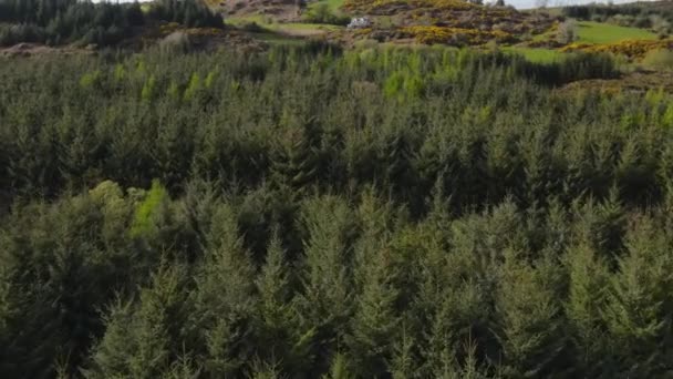 Drone Vliegt Groene Boomtoppen Het Bos Ierland Hoge Kwaliteit Beeldmateriaal — Stockvideo