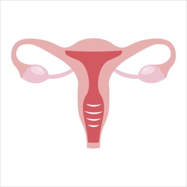 kadın üreme sistemi, rahim vektörü, illüstrasyon