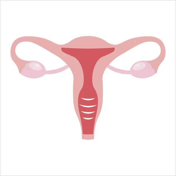 Женская Репродуктивная Система Вектор Матки Иллюстрация — стоковый вектор