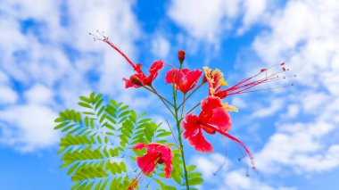 Bahçedeki güzel çiçekler