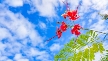 güzel kırmızı amber çiçeği ya da amber çiçeği, ya da sinensis, Çince ya da doğada amber çiçeği.