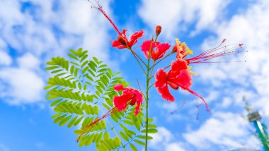 Bahçedeki kırmızı amber çiçeği