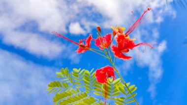 Bahçedeki güzel çiçekler
