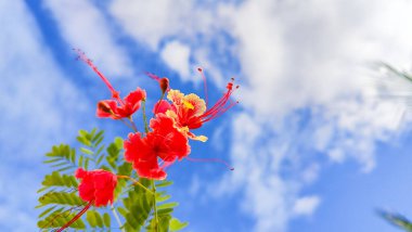 Güzel pembe amber çiçekleri