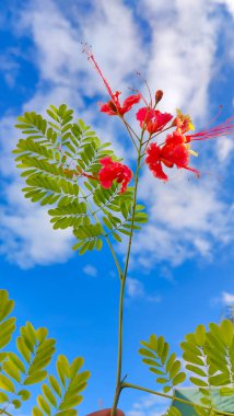 Ağaçtaki kırmızı çiçek