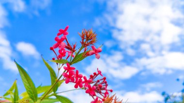 Bahçedeki kırmızı çiçekler