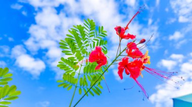 Ağaçtaki kırmızı çiçek