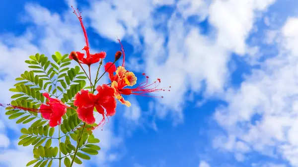 Bahçedeki güzel çiçek, flora