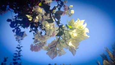 Güzel botanik fotoğrafı, doğal duvar kağıdı.