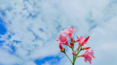 Mavi arka planda güzel pembe çiçekler