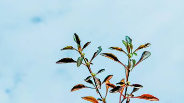 mavi bir arka plan üzerinde yeşil ağaç yaprak