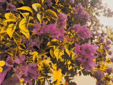 Bahçedeki güzel çiçekler