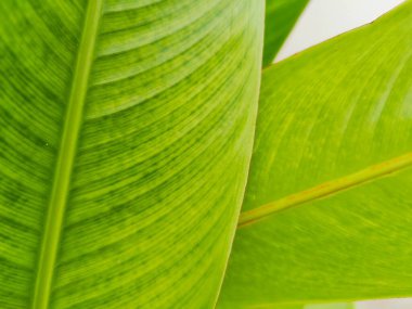 Kapat - yeşil yaprak arkaplanı