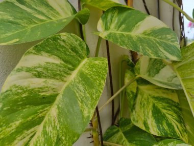 yeşil yapraklar, bitkiler ve yapraklar