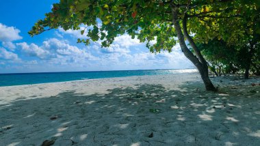 Palmiye ağaçları olan güzel deniz kıyıları