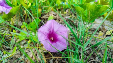 Doğadaki güzel çiçeği kapat.
