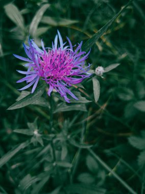 Yaprak çerçevesinde çiçek elması