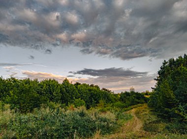 Sonbahar ormanının ılık renkleri