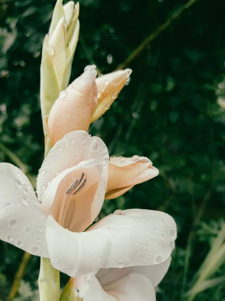 Grace Purity White Gladioli — Stock Photo, Image