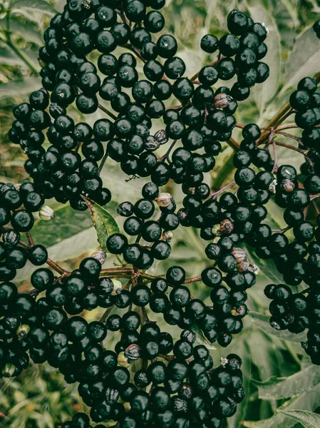 stock image Clusters of sparkling black berries