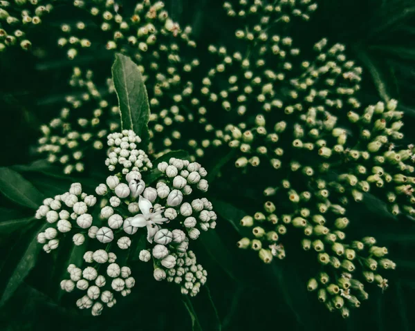 Ξύπνημα Της Ζωής Λευκή Ταξιανθία Ανάμεσα Πράσινα Μπουμπούκια — Φωτογραφία Αρχείου