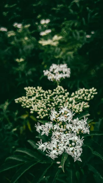 Μικρά Λευκά Λουλούδια Στα Κλαδιά Ενός Ανοιξιάτικου Θάμνου — Φωτογραφία Αρχείου