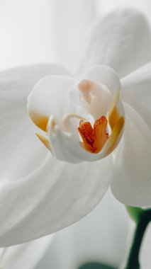 En narin orkidenin havadar 