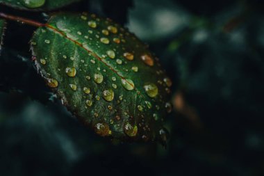 Gül yaprağındaki yağmur damlaları sararmaya başlıyor.