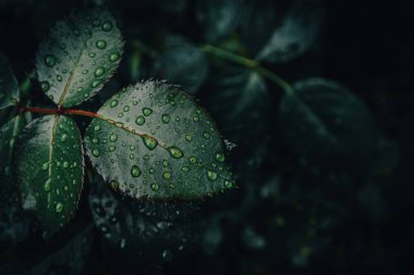 Zümrüt çiy yaprakları süslüyor.