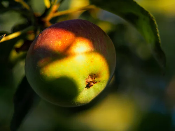 Pomme Mûre Éclairée Par Soleil — Photo