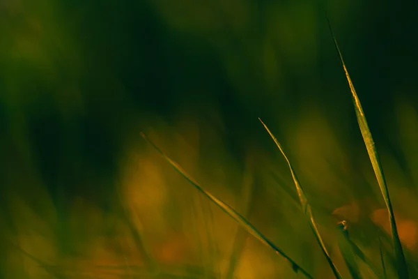 Solnedgång Reflektion Stilla Livet Höst Gräs — Stockfoto