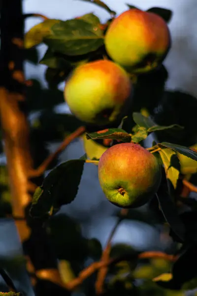 Nouvelle Récolte Pommes Dans Jardin — Photo