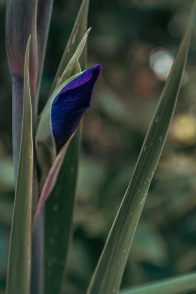 Delicate Purple Bud Wind — Stock Photo, Image