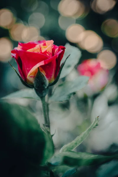 Ένα Τριαντάφυλλο Μοιάζει Διαμάντι — Φωτογραφία Αρχείου