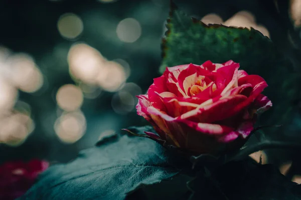 Parfum Nocturne Rose Rouge — Photo