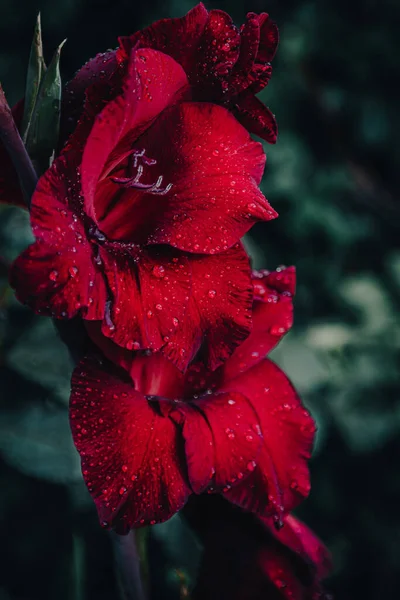 Gladiolus Vermelho Escuro Encontra Amanhecer — Fotografia de Stock