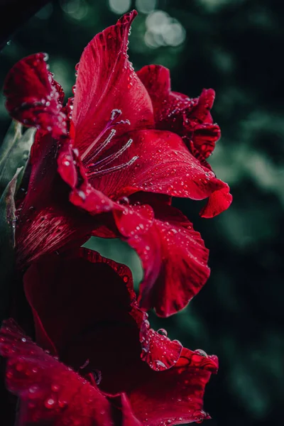 Витончені Пелюстки Великої Квітки — стокове фото