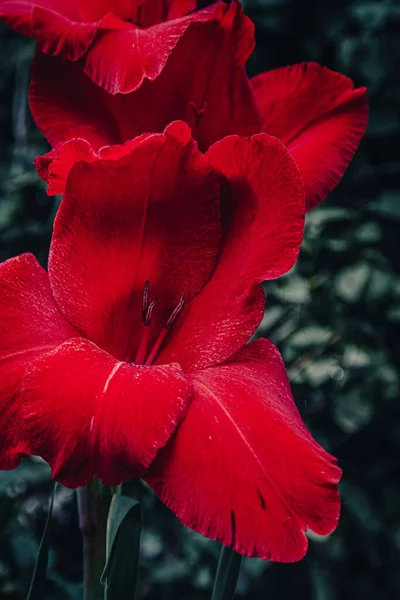 Gladiolus Ένα Χαριτωμένο Λουλούδι Ένα Εορταστικό Φόρεμα — Φωτογραφία Αρχείου