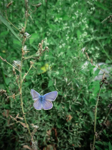 Лазурний Метелик Серед Трави — стокове фото
